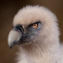 Vulture fanclub
