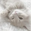 ⋆˚ 𝜗𝜚˚⋆𝒓𝒊𝒃𝒃𝒐𝒏𝒔 ˚.🎀༘