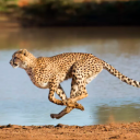 ꧁⋆Wild Gaming⋆꧂ Discord server icon