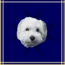 The Maltese Legion