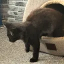 Teddy's Kingdom