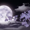 Night Love