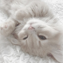 ꒰  cat cafe !   ꒱ Discord server icon