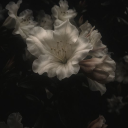 𓂃  ℘　THORNCREST UNIVERSITY. Discord server icon