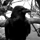 𝐑𝐀𝐕𝐄𝐍𝐒 𝐍𝐄𝐒𝐓 — MULTIVERSE RP Discord server icon