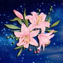 Stargazer XIV Events