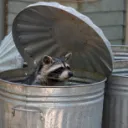 The Trash Can