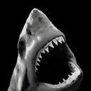 Black Shark Cult