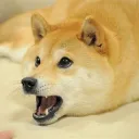 awesome doge server (awdose) Discord server icon