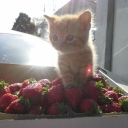 👥  ,,  𝗢𝘃𝗲𝗿﹒𝗡𝗶𝗴𝗵𝘁 // (𝘐𝘯𝘴𝘱𝘪𝘳𝘦𝘥 𝘧𝘳𝘰𝘮 𝘵𝘩𝘦 𝘴𝘦𝘳𝘪𝘦𝘴 𝘍𝘳𝘰𝘮  !) Discord server icon