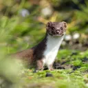 Weasel Studios