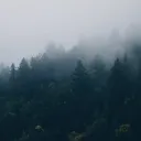 The Forest.