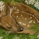 deer//den ✧˖°