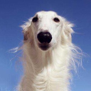 borz's torture chamber Discord server icon