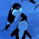 Steal a Orca