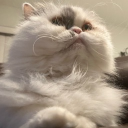 zane’s corner Discord server icon