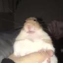 KiraDaChimken Discord server icon