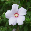 𝒦𝒶𝑒'𝓈 𝒢𝒶𝓇𝒹𝑒𝓃 🌸 Discord server icon