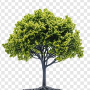 Tree Gang Server Discord server icon
