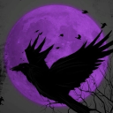 ♠ Ravens ♠