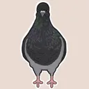 Pigeon Coop