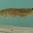 🦐❤🦐エビスタン共和国🦐❤🦐