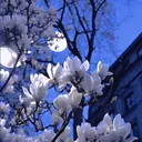 Still Bloom