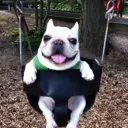 D.O.G SAB TRADING SERVER