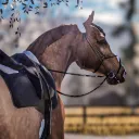 🥀 Rosewood Stables