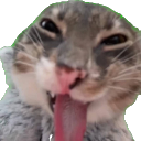 House of meowsti 😝🫰