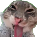 House of meowsti 😝🫰 discord icon