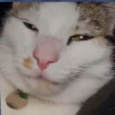 Domsimus's Crib