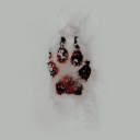 the yume pound 𐂯 .ᐟ⸝⸝