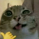 -ˋ ୭ೃ silly cat island. ౨𝜚 ˊ- Discord server icon