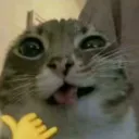 -ˋ ୭ೃ silly cat island. ౨𝜚 ˊ-
