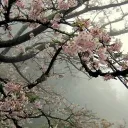 Blossom hub
