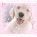  ˚₊‧༉ The Healing Kennel ༉‧₊˚  Discord Server Icon