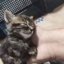meows