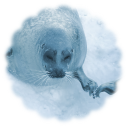 sealtopia