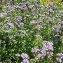 Позаботимся о мире.