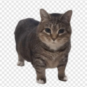 Server Icon