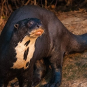 SOT!F 3.0 Discord server icon