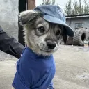 Louie's Pack Archive