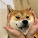 斯坦福Shawn哥's server