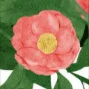Camellia • Camomille | CCNet