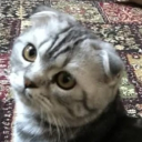 Cat Languages of the World