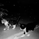 SDH | Development Hub