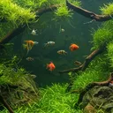 0Taylor's Fish Tank