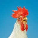 Darry discord icon