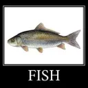 Fishermans Gang